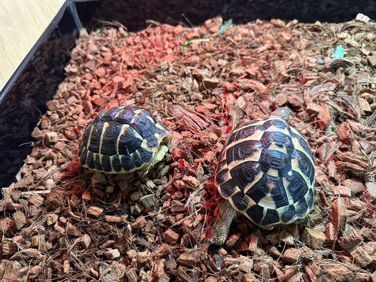 リクガメの販売 - 群馬県前橋市|リクガメ・ミズガメ生体販売＆爬虫類
