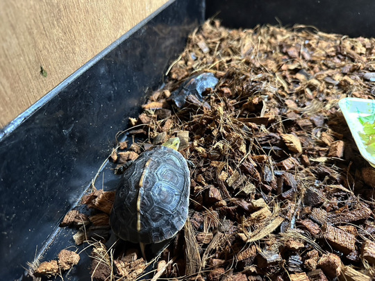 ハコガメ ☆ハコガメ - 群馬県前橋市|リクガメ・ミズガメ生体販売＆爬虫類ケージ