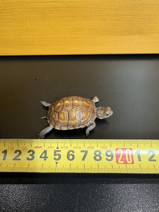 ☆ハコガメ - 群馬県前橋市|リクガメ・ミズガメ生体販売＆爬虫類ケージ